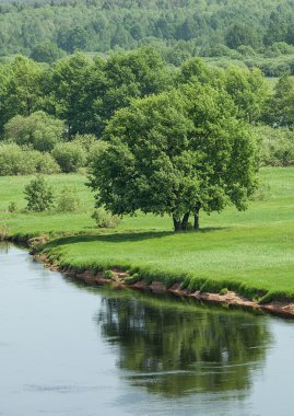 Large green tree on the riverbank