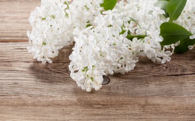 eski kurullarında beyaz leylak