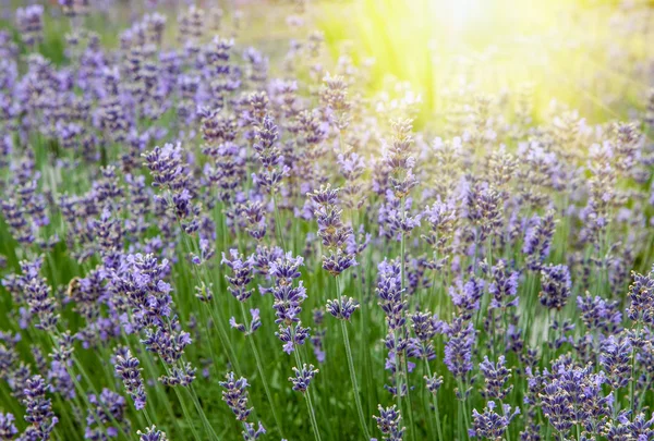 Wunderschöne Lavendelblüten in den Strahlen der untergehenden Sonne — Stockfoto