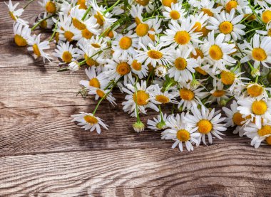 Design element. camomile on the old board