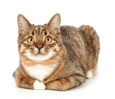 Beyaz bir arka plan üzerinde Pet kedi izole