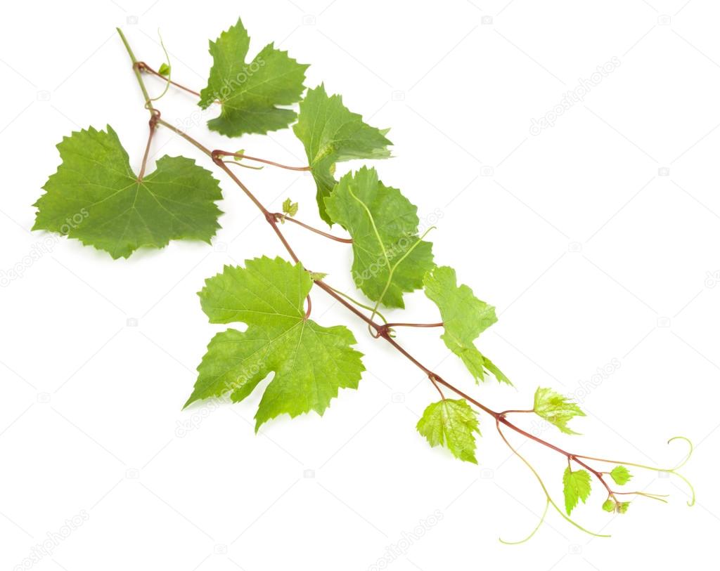 Fresh vine branch isolated on white background