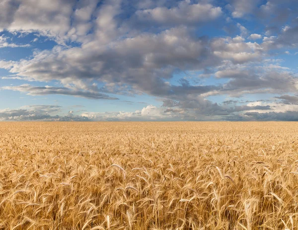 Reifes Weizenfeld unter bewölktem Himmel — Stockfoto