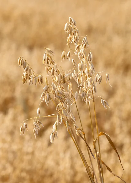 Ripe oats on the background field — Stock Photo, Image