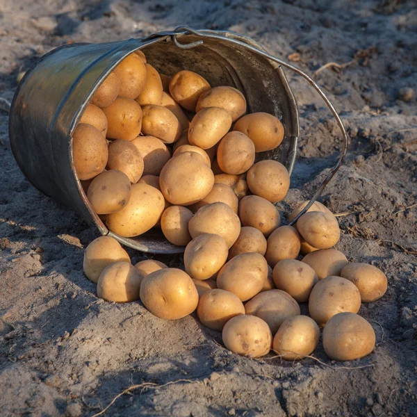 Potatoes are poured out of a bucket on the ground — Stock Photo, Image