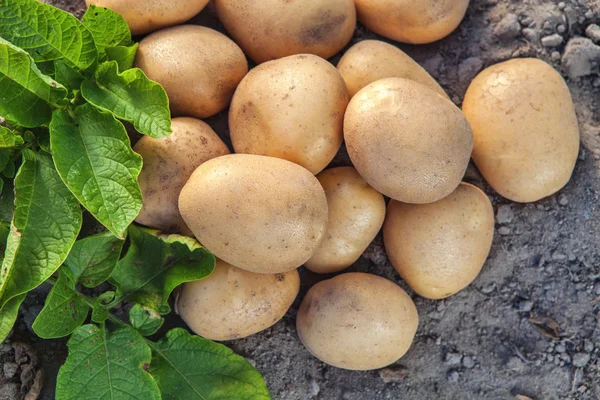 Potatoes and leaves on the ground — Stock Photo, Image