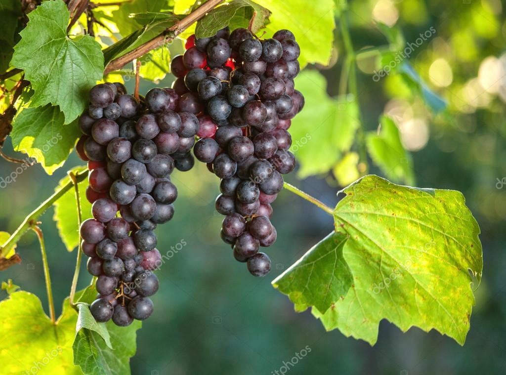 Fresh grapes on the vine branches. agriculture — Stock Photo © Timmary ...