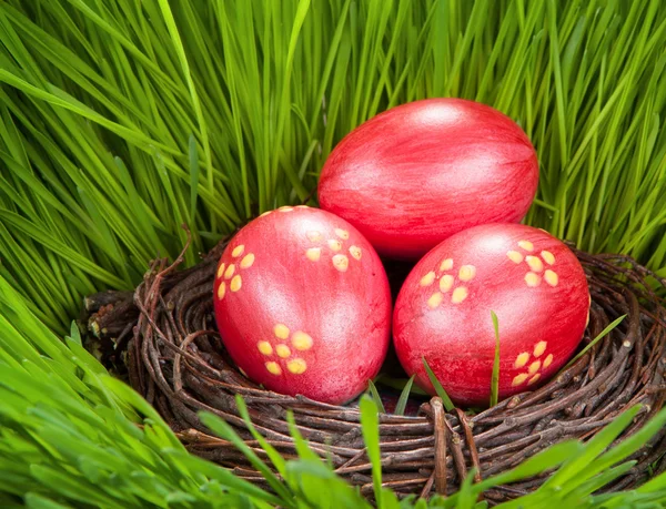 Eggs and nest on green grass. easter concept — Stock Photo, Image