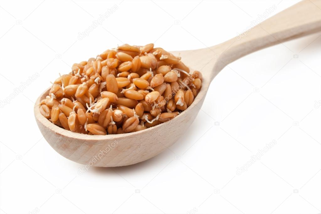 Sprouting whole wheat in a wooden spoon isolated on white