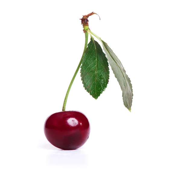 One sweet cherry with green leaf isolated — Stock Photo, Image