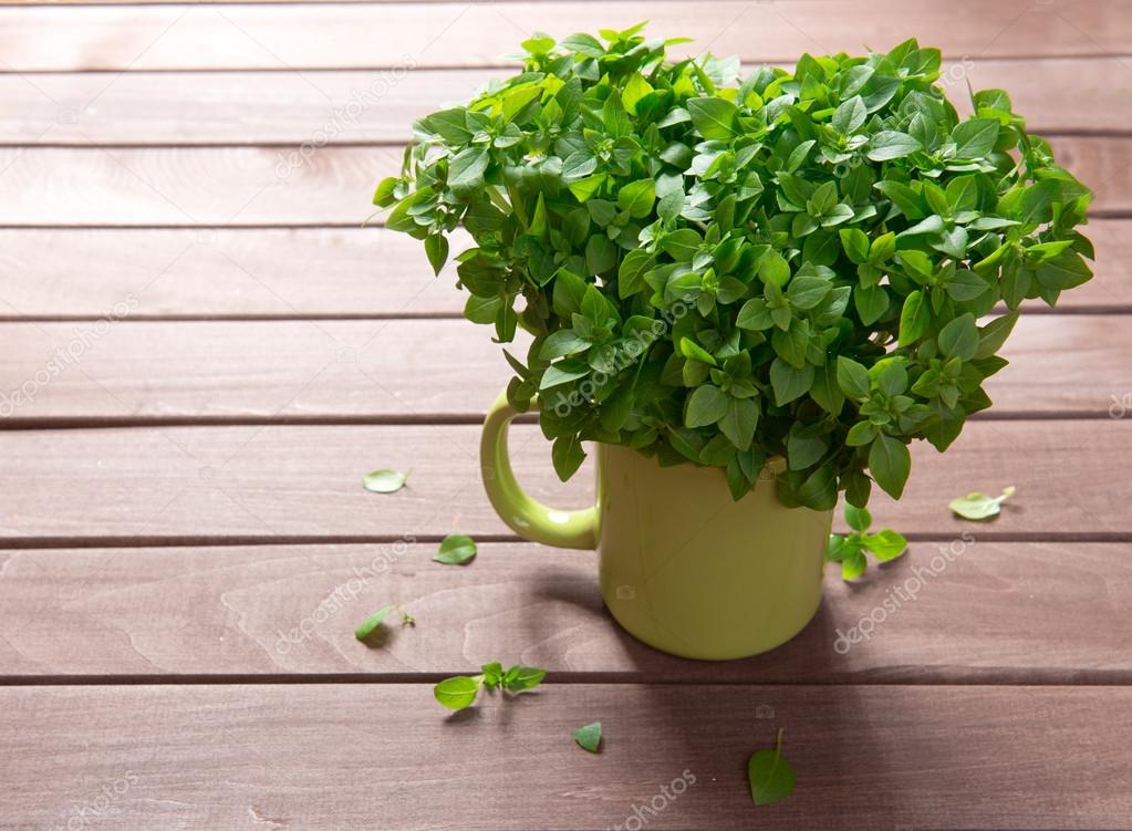 Fresh basil on a wooden background