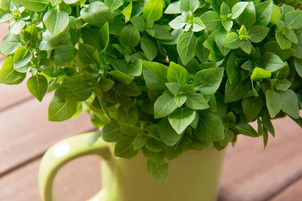 Planta de manjericão orgânico — Fotografia de Stock