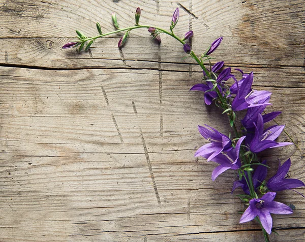 Fleurs cloche bleue — Photo