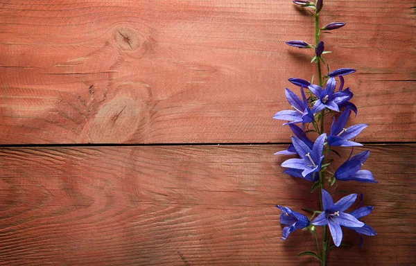 Flores de campana azul — Foto de Stock