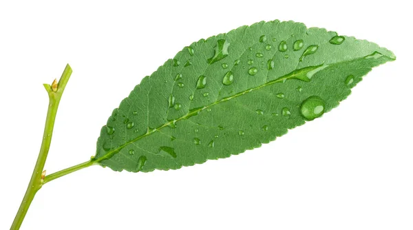 Hoja Verde Con Gotas Agua Aisladas Sobre Fondo Blanco Con —  Fotos de Stock