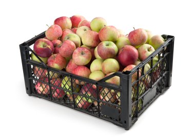 Grup Kırmızı elma