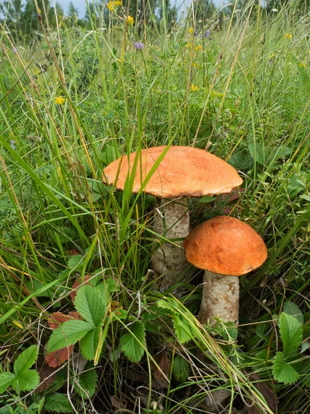 Forest mushrooms in the grass — Stock Photo, Image