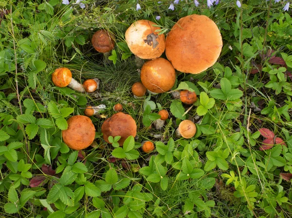 Forest mushrooms in the grass — Stock Photo, Image