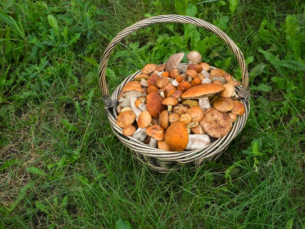 Cogumelos em uma cesta — Fotografia de Stock