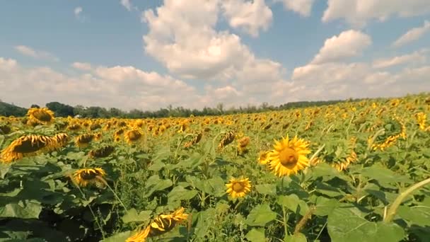 Sunflower field — Stock Video