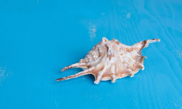 Shell close up — Stock Photo, Image