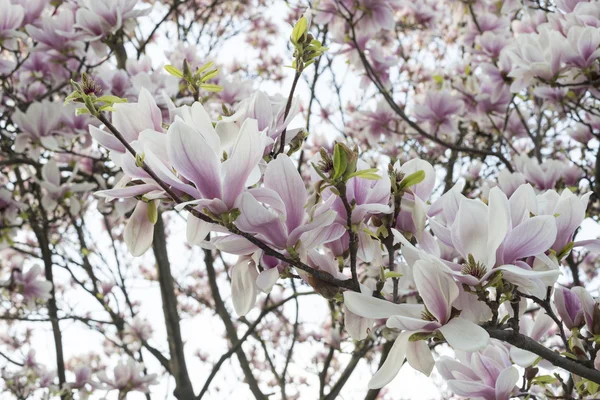 Blühen rosa Magnolienblüten — Stockfoto