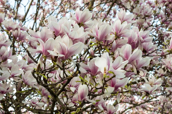 Blühen rosa Magnolienblüten — Stockfoto