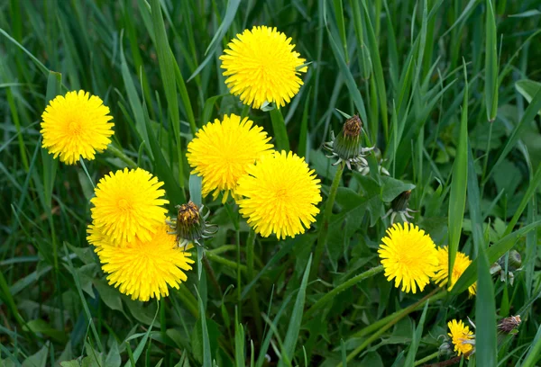 草原のタンポポ。比較の明るい花タンポポ — ストック写真