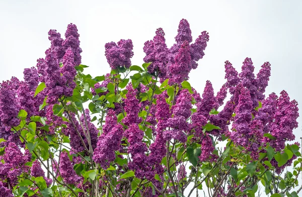 Krásná lila bush na pozadí světlé oblohy — Stock fotografie