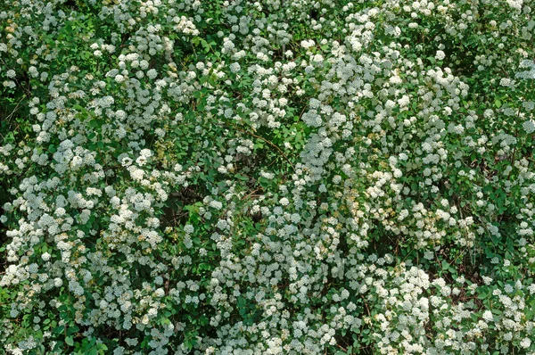 Alanlara Alpin bahar çiçek - beyaz çiçekli çalı. Yeşil bushe — Stok fotoğraf