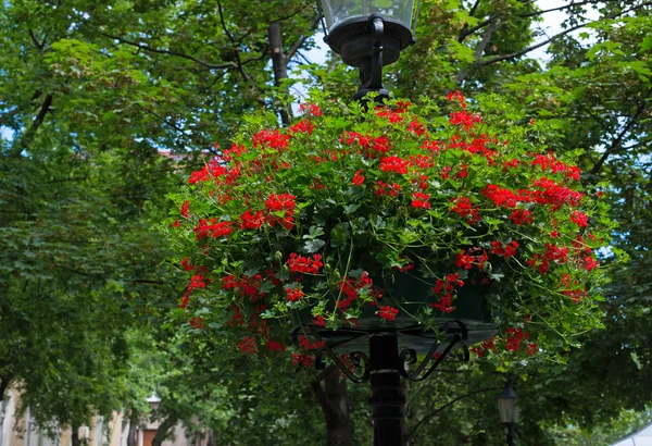 Lampadaire avec paniers à fleurs suspendus — Photo