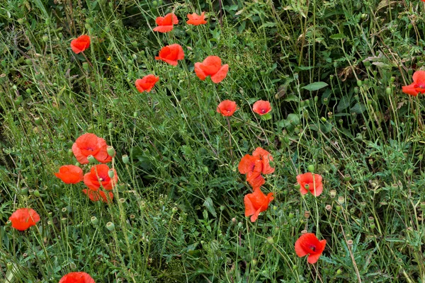 Zbliżenie: czerwone kwiaty maku w lecie — Zdjęcie stockowe