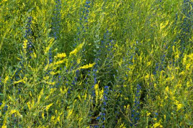 kır çiçekleri, güzel desen