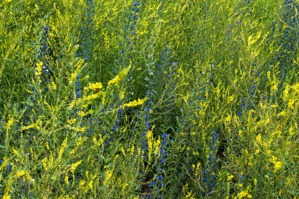 Wild flowers, beautiful pattern — Stock Photo, Image