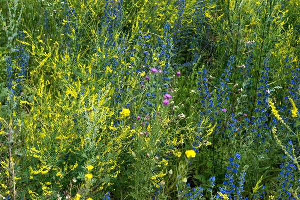 Wildblumen, schönes Muster — Stockfoto