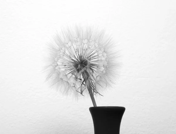 Flor de diente de león en jarrón aislado sobre un fondo blanco —  Fotos de Stock