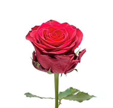 kırmızı gül beyaz arkaplanda izole