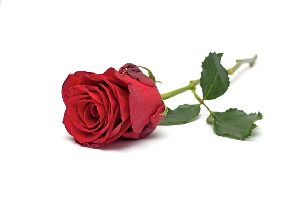 Red rose isolated on white background — Stock Photo, Image