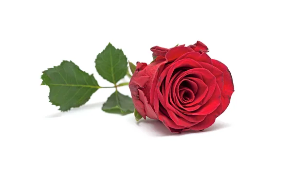 Red rose isolated on white background — Stock Photo, Image