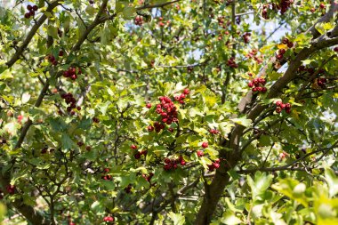 Kırmızı vahşi rose hips yakın çekim