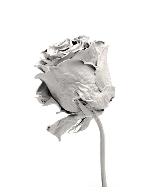 Белая роза изображена на белом фоне — стоковое фото
