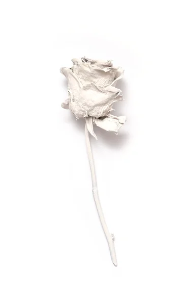 Rosa bianca raffigurata su sfondo bianco — Foto Stock