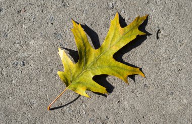 asfalt üzerinde Meşe yaprağı