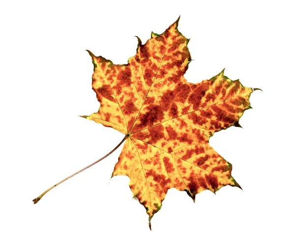 Autumn maple leaf isolated on white background — Stock Photo, Image