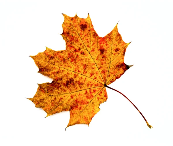 Podzimní javorový list izolované na bílém pozadí — Stock fotografie