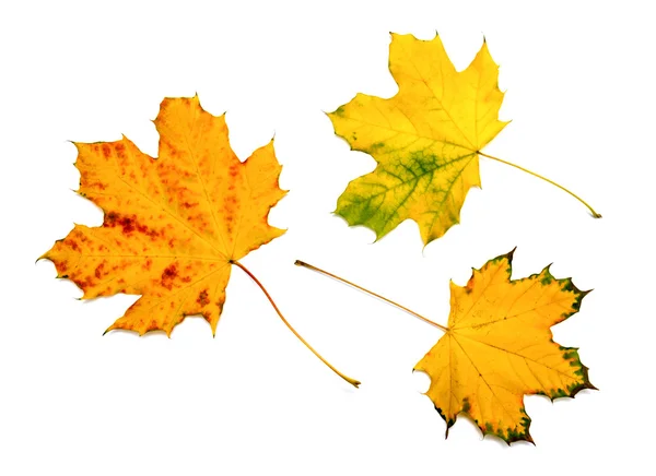 Hoja de arce de otoño aislada sobre fondo blanco — Foto de Stock