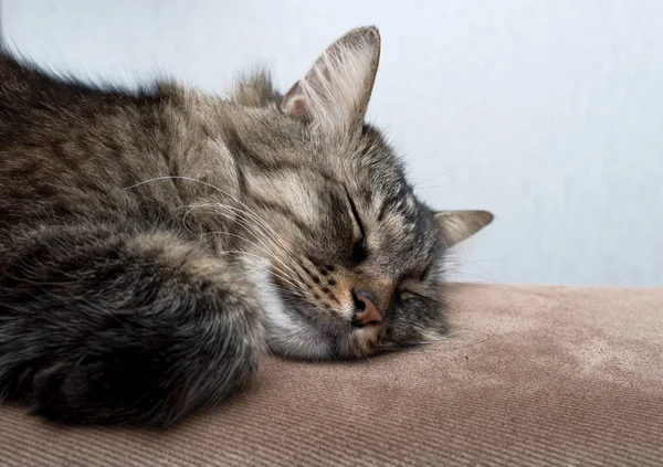 A cute cat sleeping — Stock Photo, Image