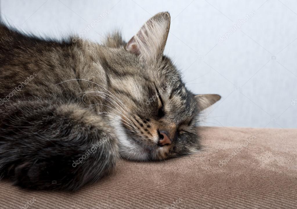 Un Chat Mignon Qui Dort Photographie Dnkstudio 58770941