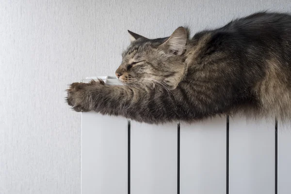 Tekir kedi sıcak bir radyatör yalan