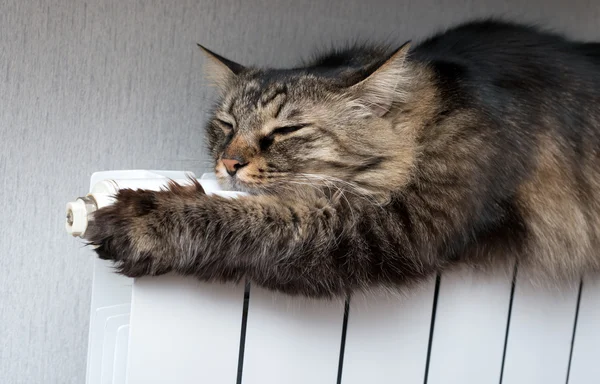 Tabby cat lying a warm radiator — Stock Photo, Image